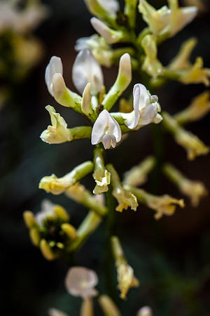 Mystery Astragalus