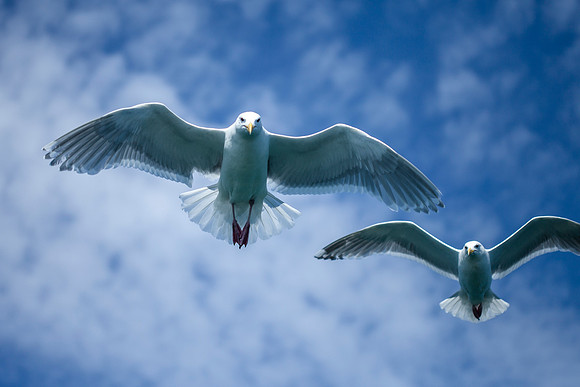 Gulls