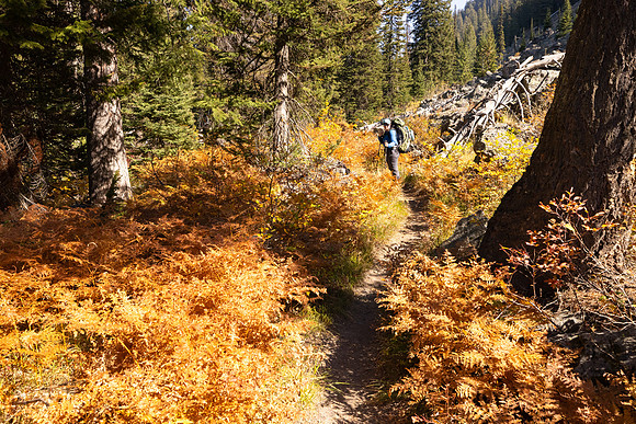 Bechler River Trail: hiker through ferns