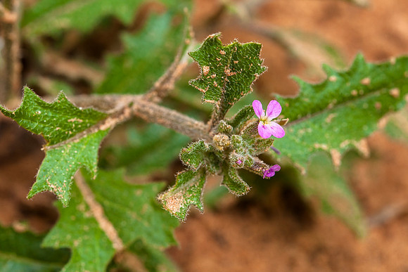 African Mustard - Strigosella africana
