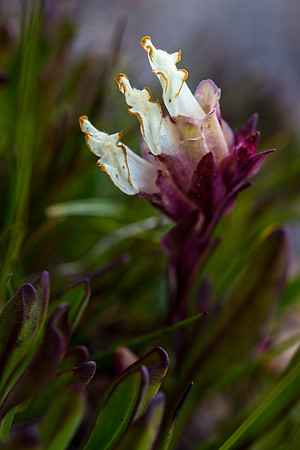 Snowlover - Chionophila jamesii