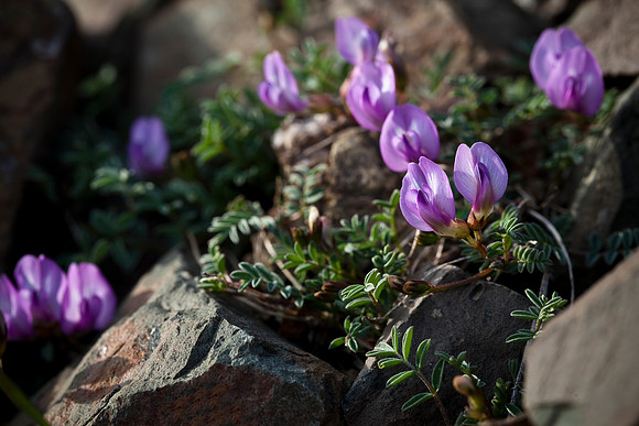 Nookta Milk Vetch - Astragalus nutzotinensis