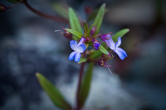 Blue Eyed Mary