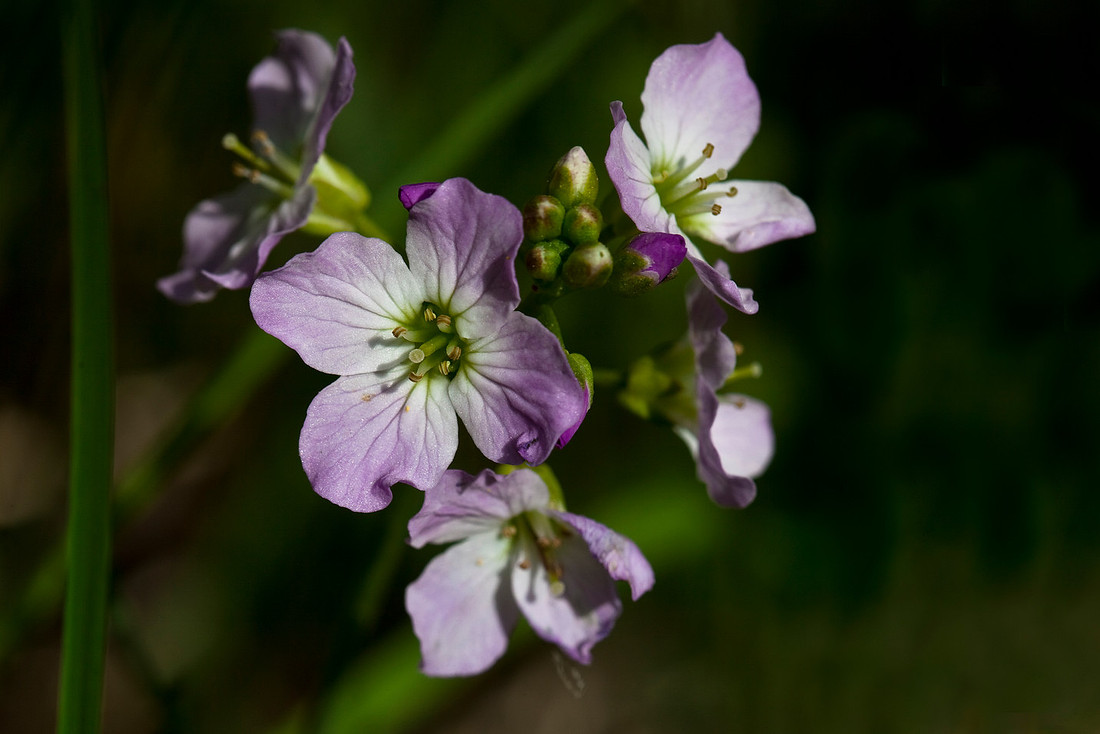 Cuckoo Flower - Cardamine pratensis