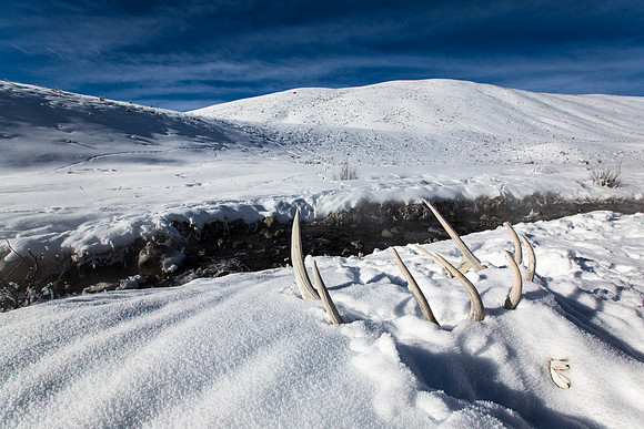 Yellowstone's Deadliest Predator