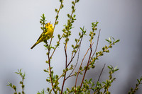 Wilson's Warbler - Cardellina pusilla