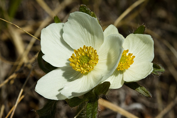 Narcissus-flowered Anemone - Anemone narcissiflora