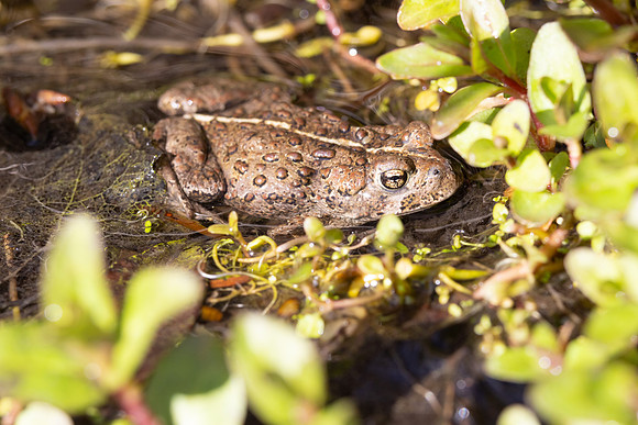Western Toad (Anaxyrus boreas)