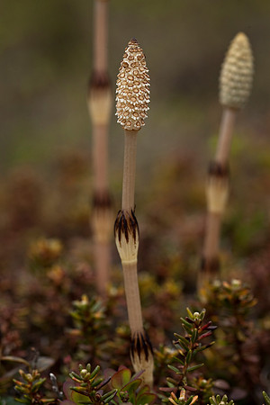 Horsetail Spore Phase