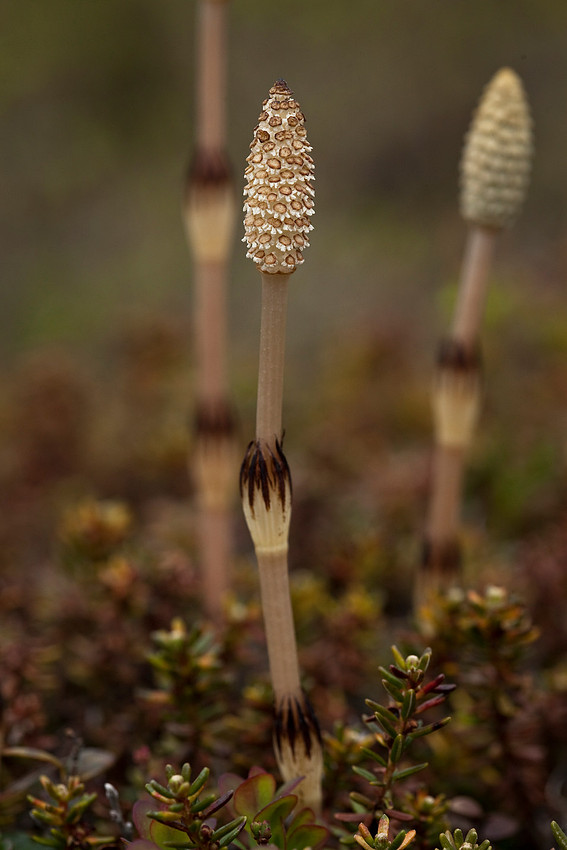 Horsetail Spore Phase