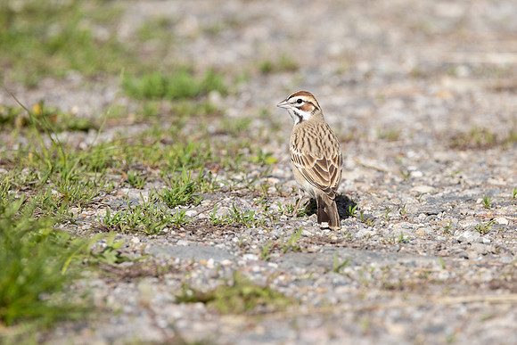 Lark Sparrow (Chondestes grammacus)