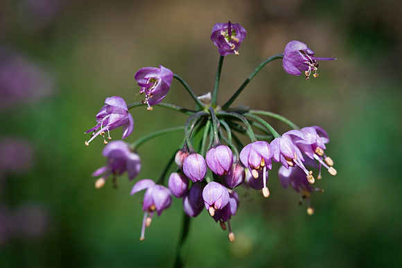 Nodding Onion