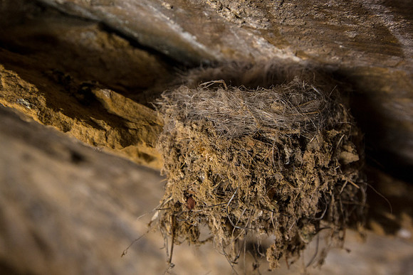 Bird Nest