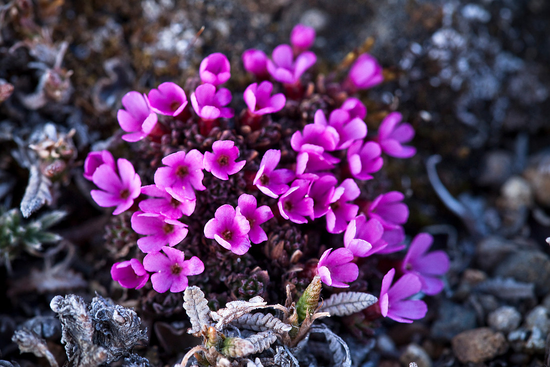 Gorman's Douglasia - Douglasia gormanii