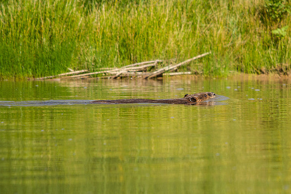Beaver