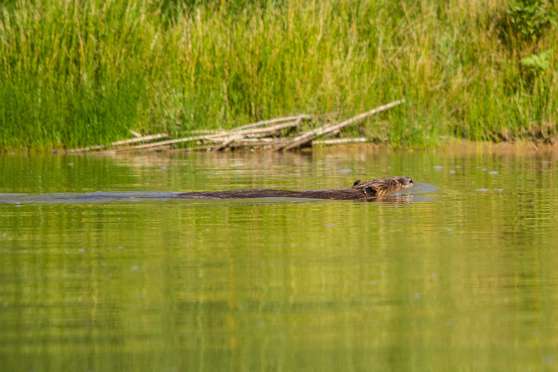 Beaver