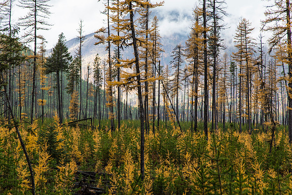Larch Trees in the North Fork