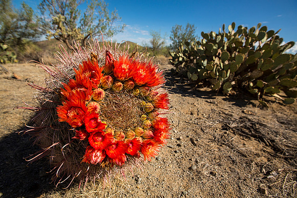Fish Hook Barrel Cactus Bloom