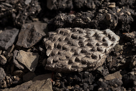 Pottery Sherd