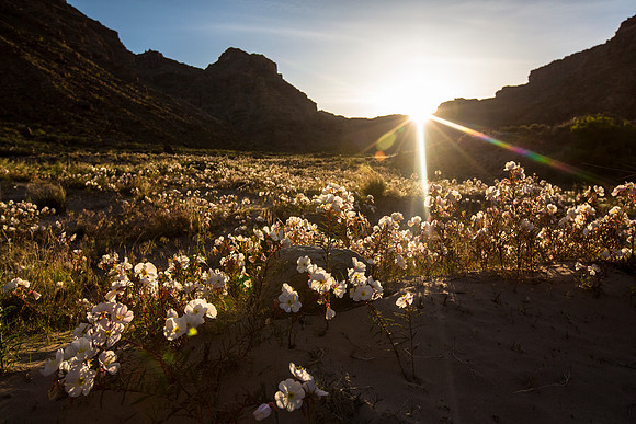 Morning Glory Sunrise