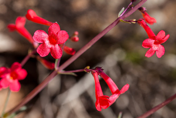 Utah Penstamon - Penstemon utahensis