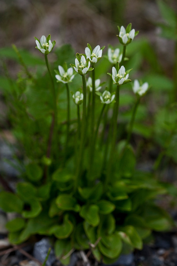 Small Grass of Parnassus - Parnassia kotzebuei