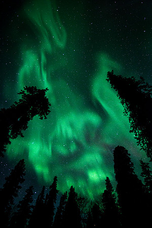 Trees Aflame