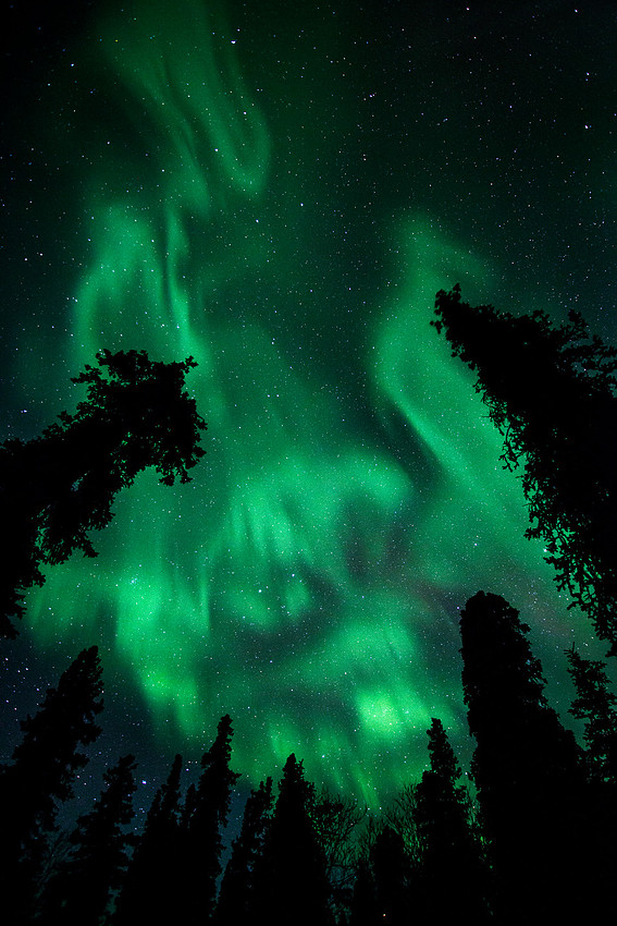 Trees Aflame