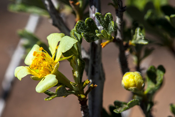 Cliff Rose - Purshia tridentata