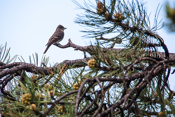 Western Wood Pewee (2) - Contopus sordidulus