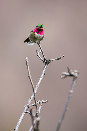 Broad-tailed Hummingbird (3) - Selasphorus platycercus