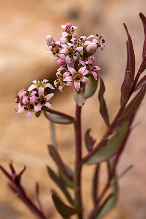 Bastard Toadflax - Comandra umbellata