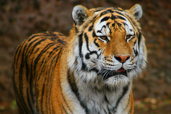 Siberian Tiger (2)