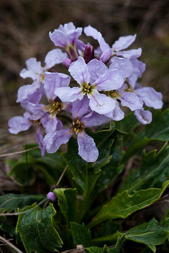 Parry's Wallflower - Parrya nudicaulis ssp. interior