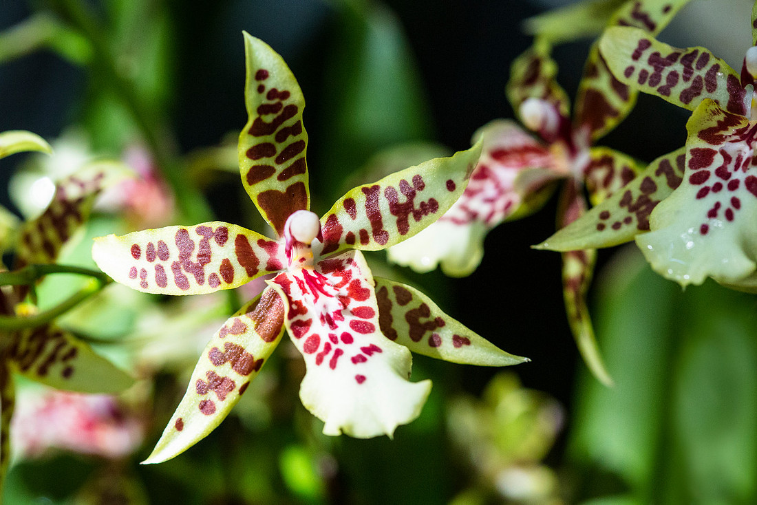 Brassidium sp.