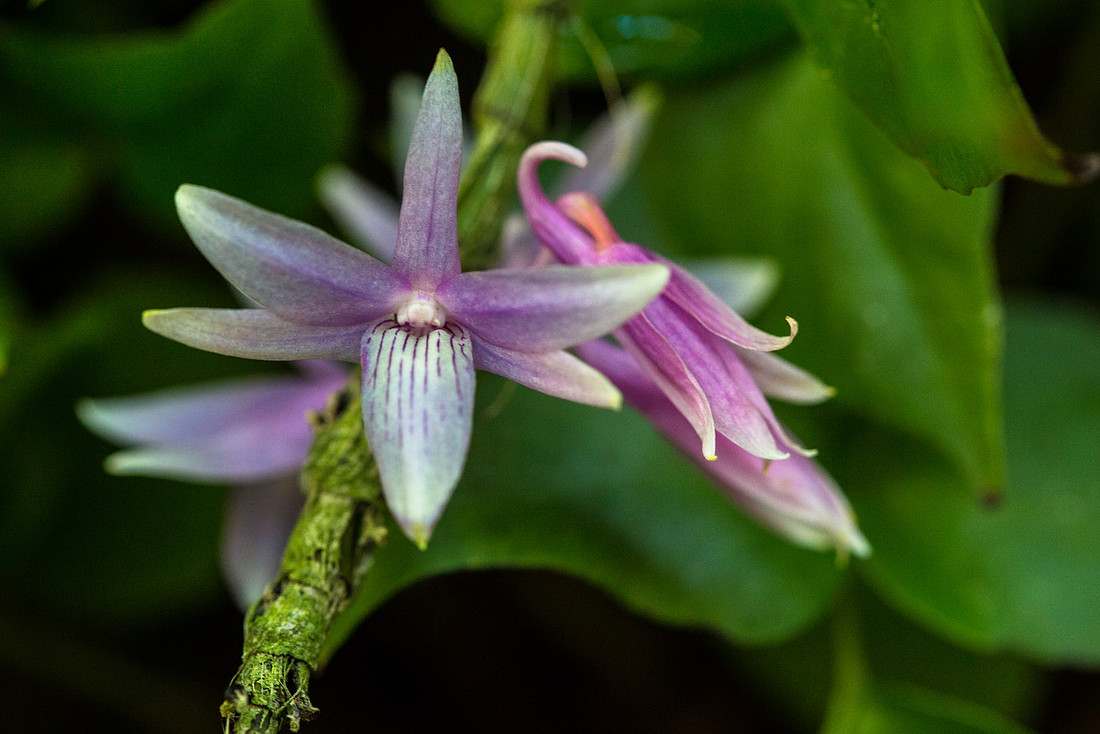 The Horned Dendrobia - Dendrobium ceraula