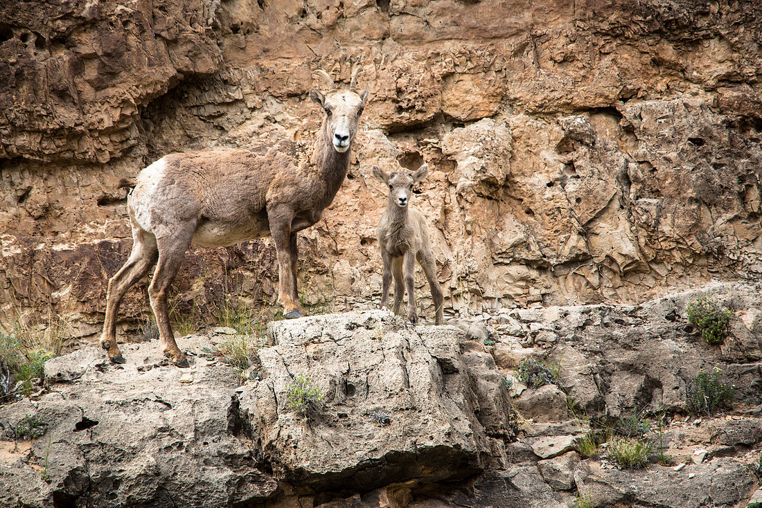 Ewe and Lamb on a ledge