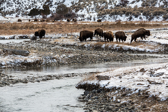 Bison Grazing Along the Gardiner River