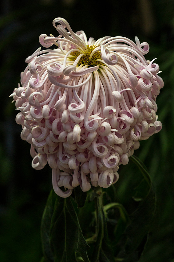 Satin Ribbon Class 13 - Chrysanthemum sp.