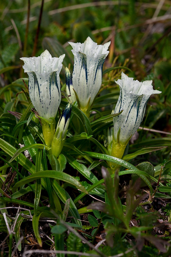 Whitish gentian - Gentiana algida