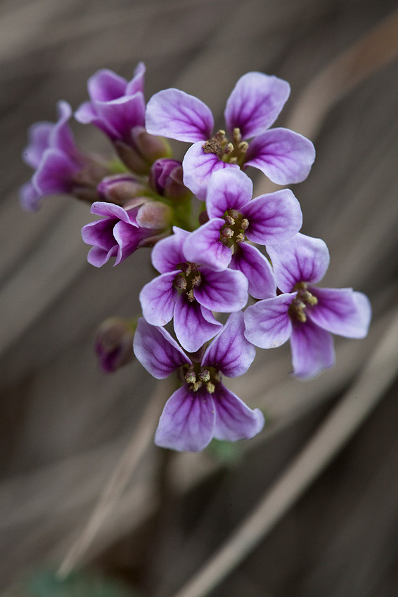 Purple Cress - Cardamine purpurea