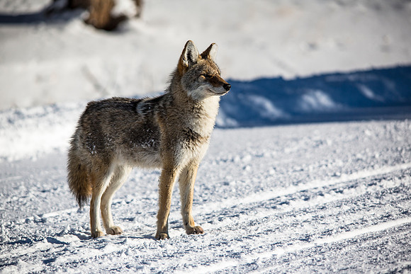 Coyote on the Road