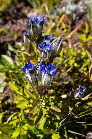 Mountain Gentian - Gentiana parryi