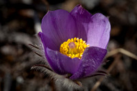 Pasque - Pulsatilla patens