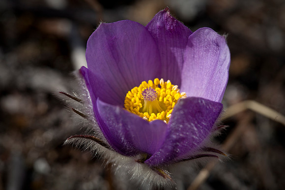 Pasque - Pulsatilla patens