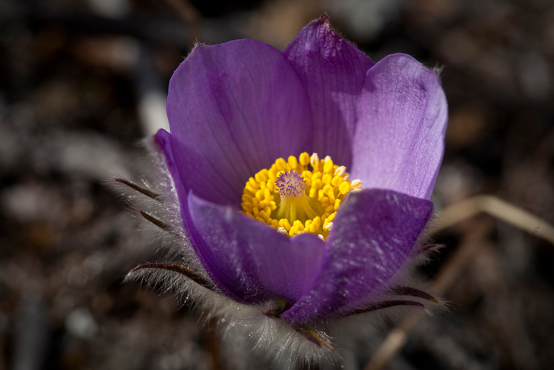 Pasque - Pulsatilla patens