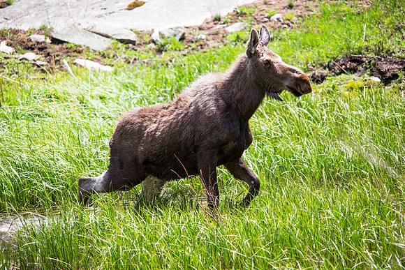 Moose Cow Crossing the Marsh