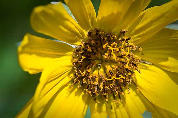 Arrowleaf Balsam Root