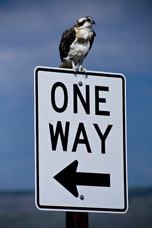 Osprey Fledgeling