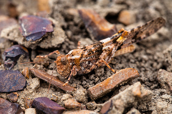 Camouflaged Grasshopper